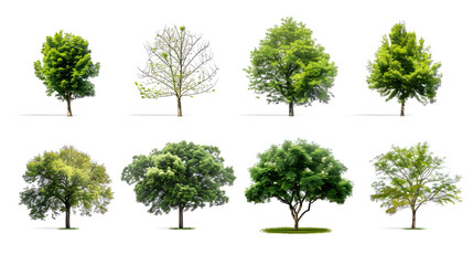 Collection of Trees isolated on a white background