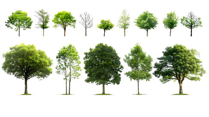 Fototapeta premium Collection of Trees isolated on a white background