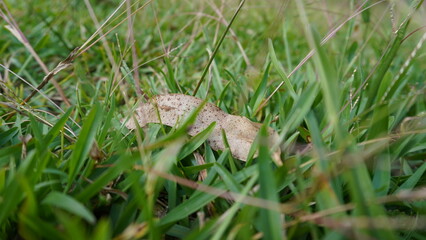 A close-up photo of grass showing the fine details of the grass blades, showing the texture and fresh green color