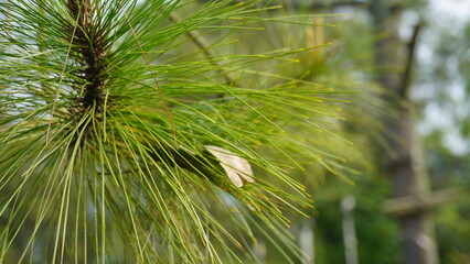 A close-up photo of a pine tree that shows the details of the needles, bark texture, and other natural elements very clearly.