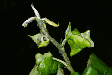 Grüne  Apfelblattlaus,  Aphis pomi