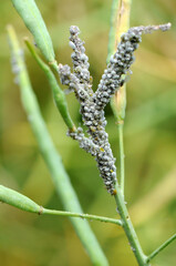 Mehlige Kohlblattlaus,  Brevicoryne brassicae L.