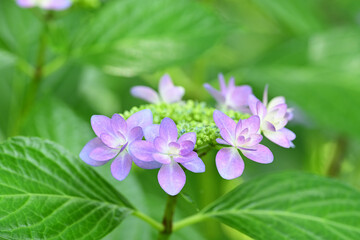 Beautiful lacecap hydrangea begins to bloom in June in Japan.