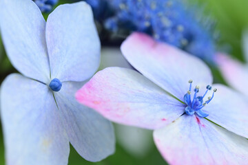 Beautiful lacecap hydrangea begins to bloom in June in Japan.