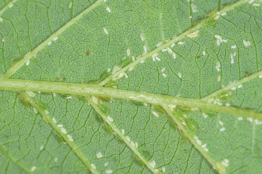 Hopfenblattlaus,  Phorodon humuli