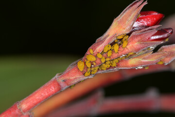 Oleanderblattlaus,  Seidenblattlaus,  Aphis nerii