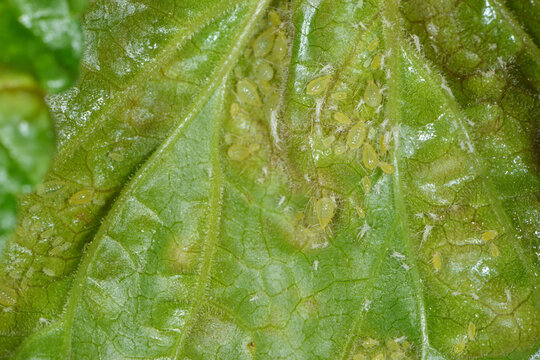 Johannisbeer-Blasenlaus, Cryptomyzus ribis