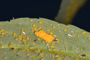 Gelbgrüne Läuse an Sommerflieder,  Aphis spp.