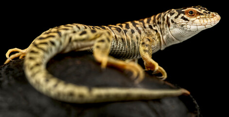 Mongolian Tiger Lizard (Eremias przewalskii)