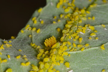 Gelbgrüne Läuse an Sommerflieder,  Aphis spp.