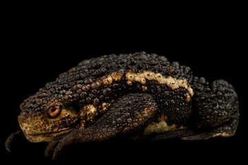 Suck Toad (Pseudobufo subasper)