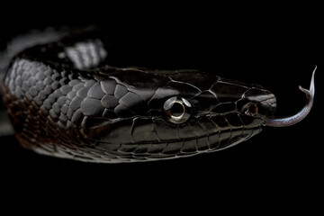 Selayar Black Ratsnake (Gonyosoma jansenii)
