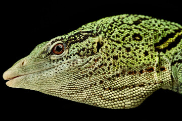 Yellow tree monitor (Varanus reisingeri)