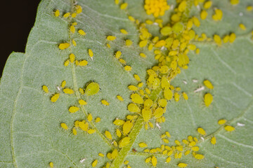 Gelbgrüne Läuse an Sommerflieder,  Aphis spp.
