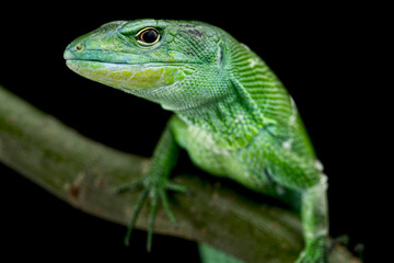 green keel- bellied lizard (Gastropholis prasina)