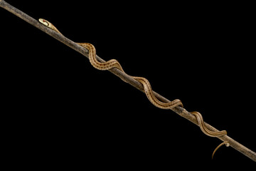 Italian Aesculapian snake (Zamenis lineatus)