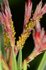 Oleanderblattlaus,  Seidenblattlaus,  Aphis nerii