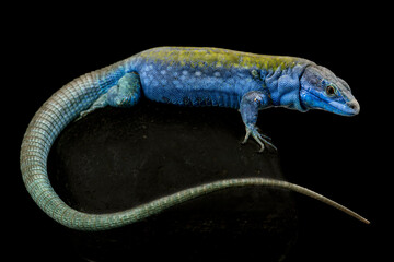 Italian wall lizard (Podarcis siculus klemmeri) male
