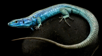 Italian wall lizard (Podarcis siculus klemmeri) female
