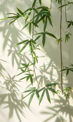A terrestrial plant from the hemp family, the bamboo is casting a shadow on a white wall with its branches and twigs, adding a touch of nature to the space