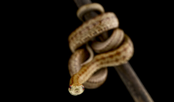 Italian Aesculapian snake (Zamenis lineatus)