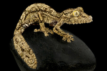Southern leaftailed gecko (Uroplatus sameiti)