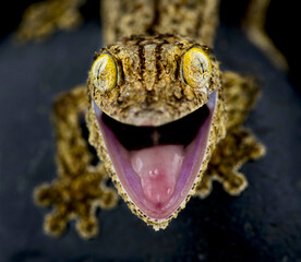 Southern leaftailed gecko (Uroplatus sameiti)