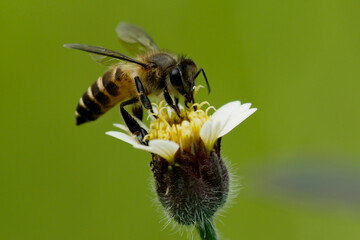 bee on a flower