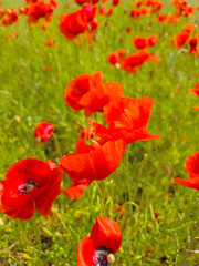 Blühender Klatschmohn in einer Nahaufnahme