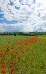 Blühender Klatschmohn in einem Rapsfeld