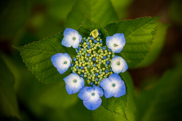 Beautiful summer flowers, hydrangeas blooming on the forest path