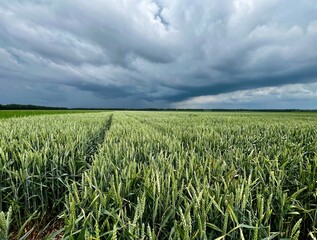 field of wheat