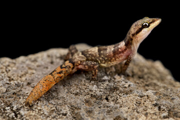 Sao Nicolau Leaf-toed Gecko (Hemidactylus nicolauensis)
