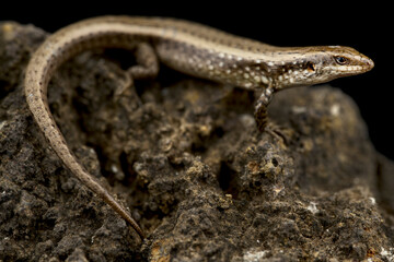 São Nicolau skink (Chioninia nicolauensis)