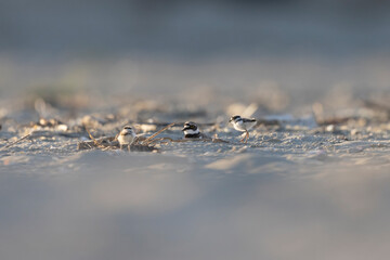 Waders or shorebirds, little ringed plover chick on the beach. Italy, Giulianova.