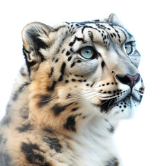 Obraz premium Stunning portrait of a snow leopard with piercing blue eyes, showcasing the majesty of wildlife