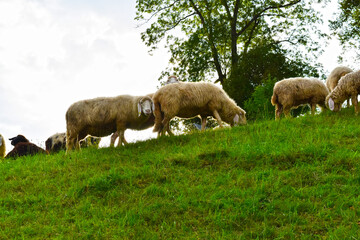 Obraz premium Schafhaltung