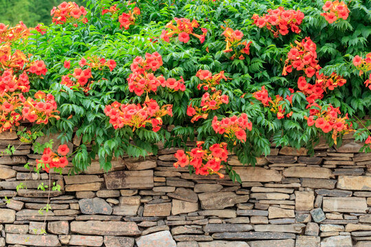 chinese trumpet creeper, blooming on the fence of a traditional Korean hanok