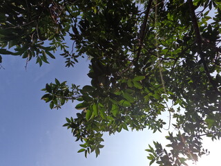 rambutan tree against the sky