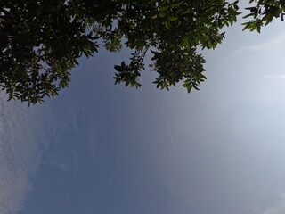 rambutan tree against the sky