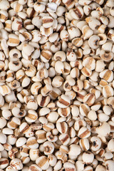 Job's tears  closed up texture and background