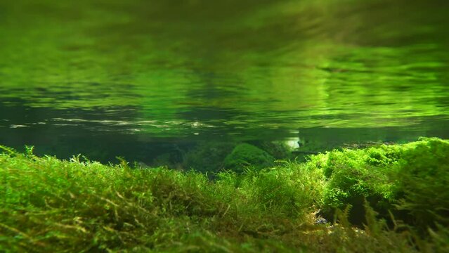 湧き水を水源とした清流の水中映像