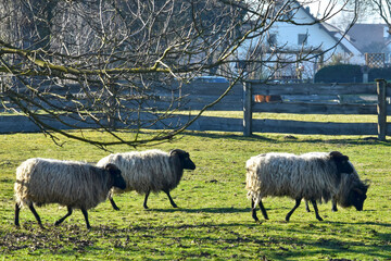 Obraz premium Schafe, Heidschnucken