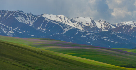 A picturesque high mountain plateau in the southeast of Kazakhstan in early summer