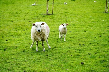 Lleyn sheep and lamb in a field in rural Kent, England. 