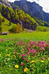 Fototapeta premium Die Seealp am Seealpsee im Alpsteingebirge, Kanton Appenzell Innerrhoden (Schweiz)