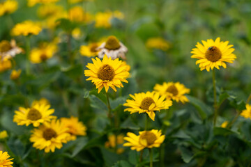 False sunflower (Heliopsis helianthoides) in bloom