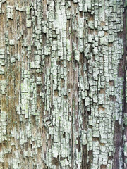 Obraz premium Background of old paint on a wooden board