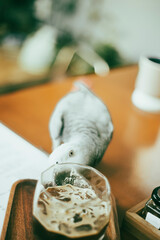  African Grey Parrot Talk and train at your discretion.African Grey Parrot separating the children ,African Grey Parrot living in the wild). Not only is African Grey Parrot considered one of the most 