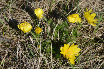 Frühlings-Adonisröschen,  Frühlings-Adonis, Adonis vernalis